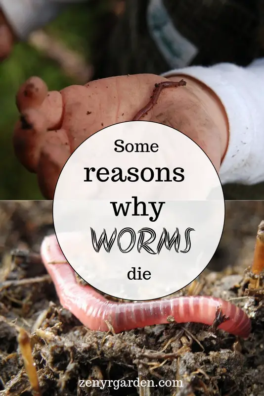 Why Worms Die 3 Possible Reasons